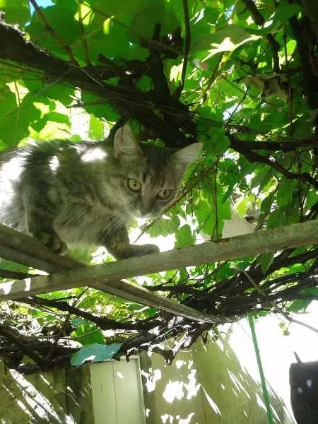 Gato raça vira lata idade 7 a 11 meses nome sem nome