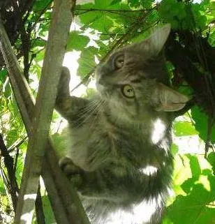 Gato raça vira lata idade 7 a 11 meses nome sem nome