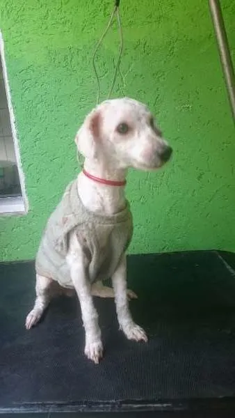 Cachorro ra a Poodle idade 2 anos nome Nina