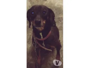 Cachorro raça Misturado/basset idade 1 ano nome Xandy