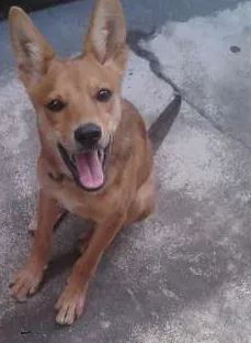 Cachorro raça SRD idade 2 a 6 meses nome Tobias