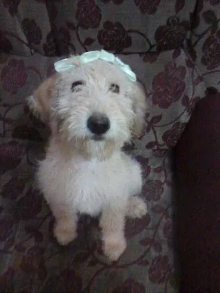 Cachorro ra a SRD idade  nome Amarelinha