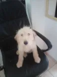Amarelinha