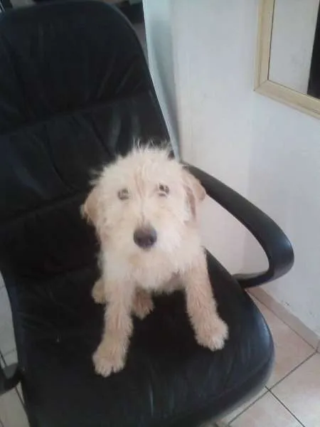 Cachorro ra a SRD idade  nome Amarelinha
