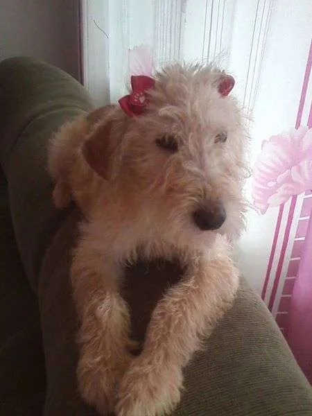 Cachorro ra a SRD idade  nome Amarelinha