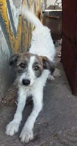 Cachorro raça Vira Lata idade 1 ano nome Faisca 