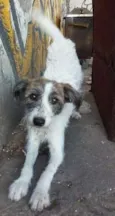 Faisca