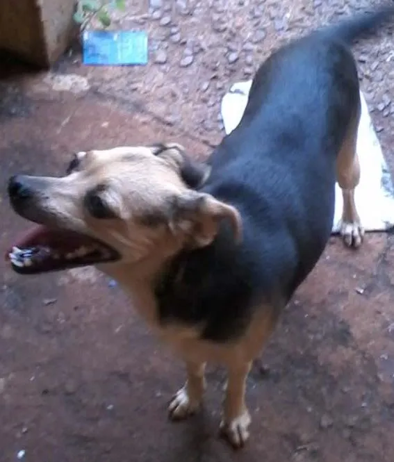 Cachorro ra a Pinscher  idade 3 anos nome NINA