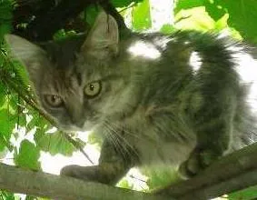 Gato raça vira lata idade 7 a 11 meses nome sem nome