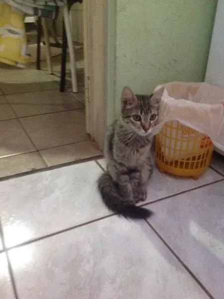 Gato ra a Comum idade 2 a 6 meses nome Petica e Riquita