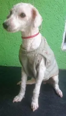 Cachorro ra a Poodle idade 2 anos nome Nina