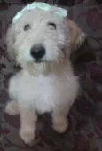 Amarelinha