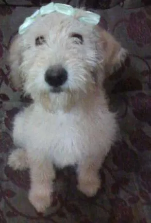 Cachorro ra a SRD idade  nome Amarelinha