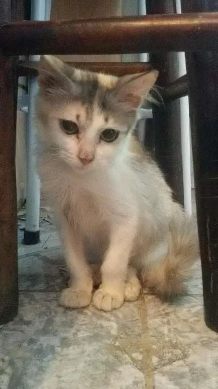 Gato ra a SRD idade 2 a 6 meses nome Fifi