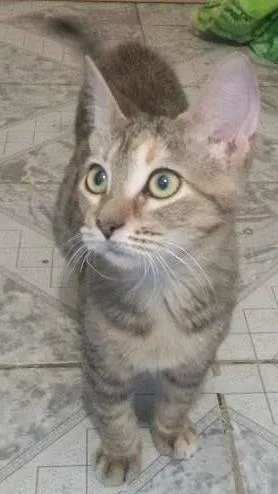 Gato ra a SRD idade 2 a 6 meses nome Sol