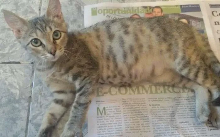 Gato ra a SRD idade 2 a 6 meses nome Lua