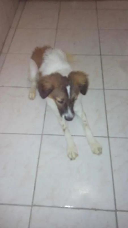 Cachorro ra a SRD idade 1 ano nome Jady 