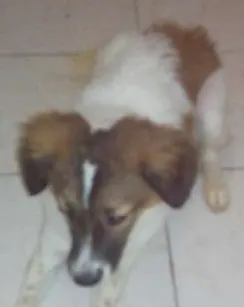 Cachorro ra a SRD idade 1 ano nome Jady 