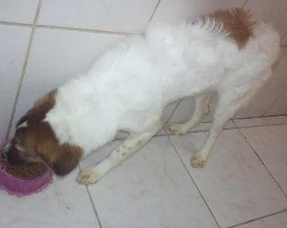 Cachorro ra a SRD idade 1 ano nome Jady 