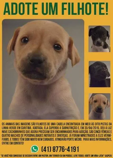 Cachorro ra a SRD idade Abaixo de 2 meses nome Filhotes