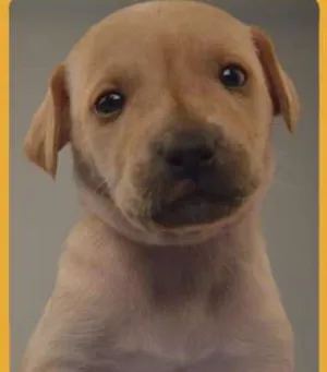 Cachorro raça SRD idade Abaixo de 2 meses nome Filhotes