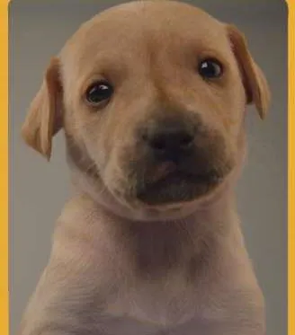 Cachorro ra a SRD idade Abaixo de 2 meses nome Filhotes