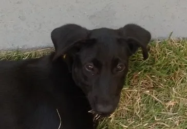 Cachorro ra a SRD idade 2 a 6 meses nome polly