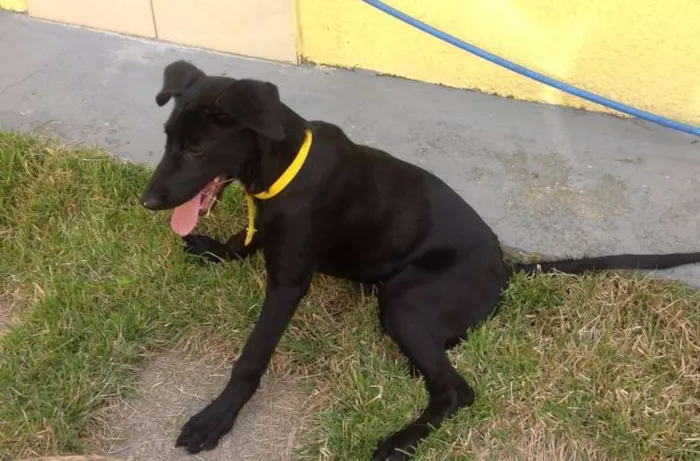Cachorro ra a SRD idade 2 a 6 meses nome polly