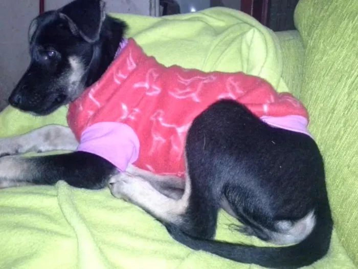 Cachorro ra a vira lata idade 2 a 6 meses nome Suzy