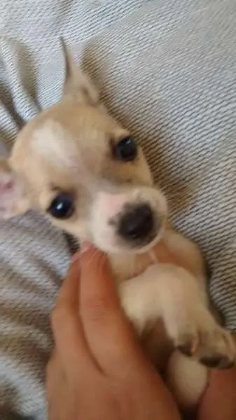 Cachorro ra a  idade 2 a 6 meses nome ..