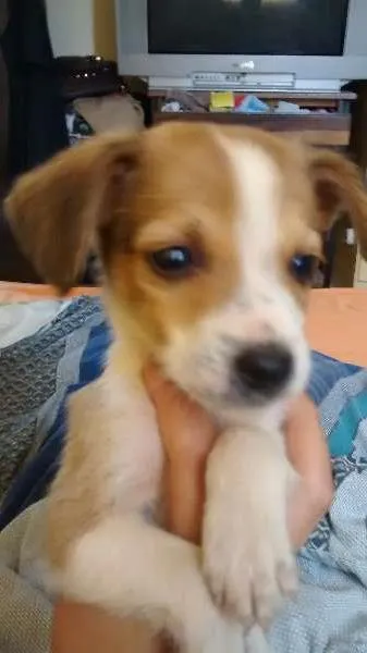 Cachorro ra a  idade 2 a 6 meses nome ..
