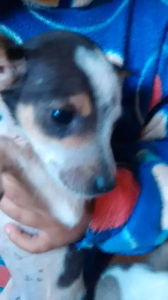 Cachorro ra a  idade 2 a 6 meses nome ..