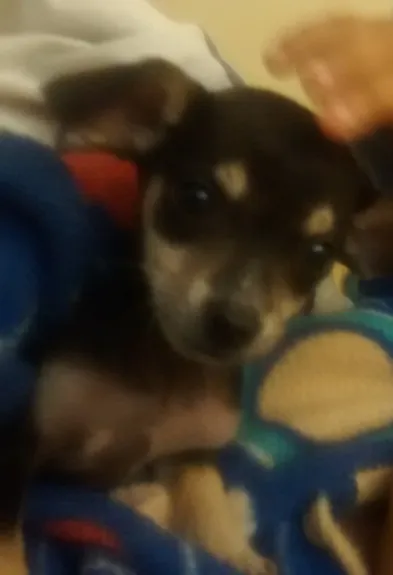 Cachorro ra a  idade 2 a 6 meses nome ..