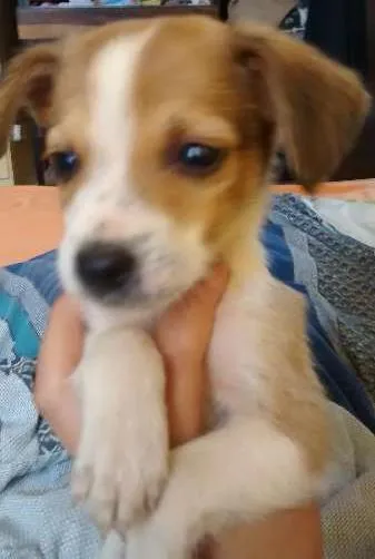 Cachorro ra a  idade 2 a 6 meses nome ..