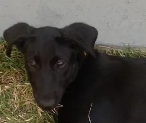 Cachorro raça SRD idade 2 a 6 meses nome polly