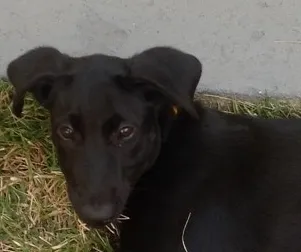 Cachorro ra a SRD idade 2 a 6 meses nome polly