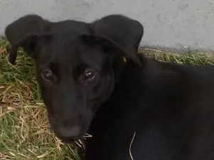 Cachorro ra a SRD idade 2 a 6 meses nome polly