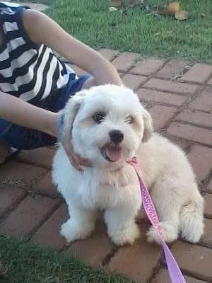 Cachorro ra a lhasa apso idade 2 a 6 meses nome Pit GRATIFICA