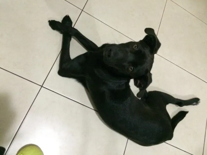 Cachorro ra a SRD idade 7 a 11 meses nome Negão 