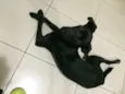 Negão