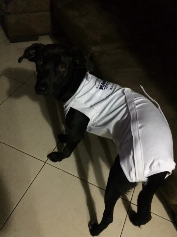Cachorro ra a SRD idade 7 a 11 meses nome Negão 