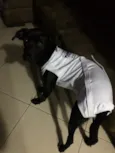 Negão