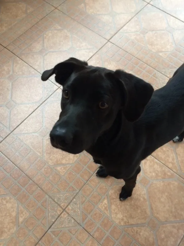 Cachorro ra a SRD idade 7 a 11 meses nome Negão 