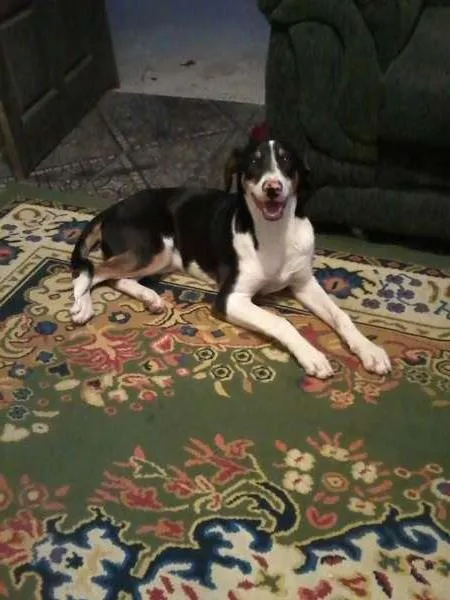 Cachorro raça vira lata com beagler idade 1 ano nome Doug