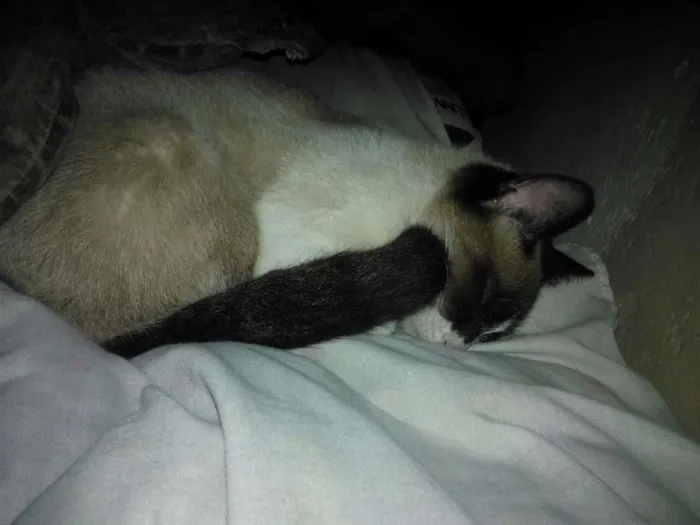 Gato ra a  idade 2 a 6 meses nome Não Tem 