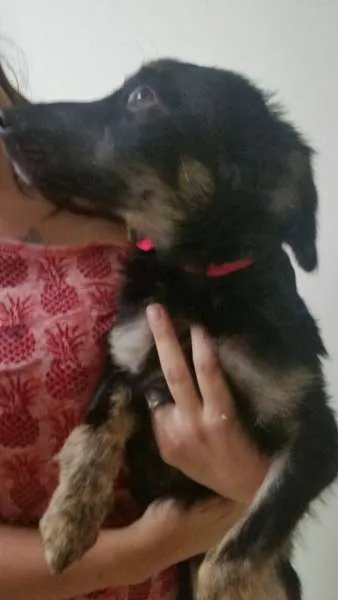 Cachorro ra a SRD idade 2 a 6 meses nome Nina