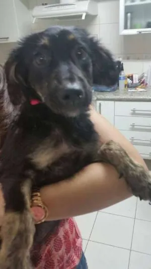 Cachorro raça SRD idade 2 a 6 meses nome Nina