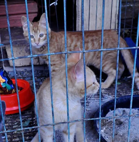 Gato ra a srd idade 2 a 6 meses nome Fuleiro estopinha