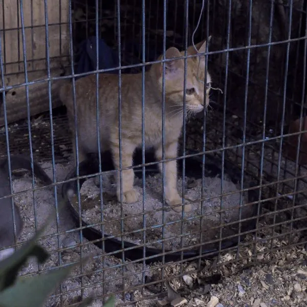 Gato ra a srd idade 2 a 6 meses nome Fuleiro estopinha