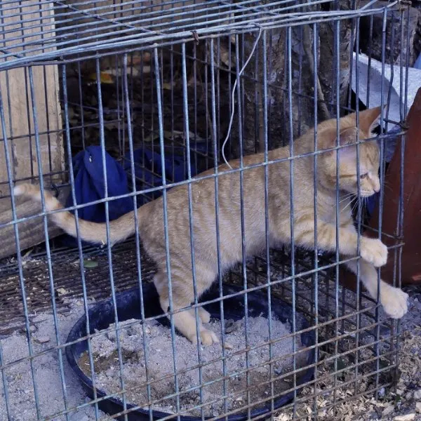 Gato ra a srd idade 2 a 6 meses nome Fuleiro estopinha